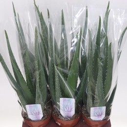 Алоэ Вера ( Aloe Vera ) W 14 см H 1 см