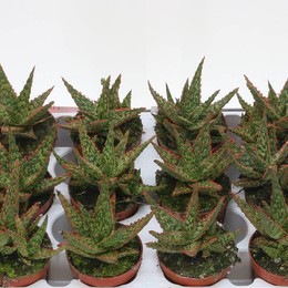 Алоэ Vitro ( Aloe Vitro ) W 8,5 см H 1 см