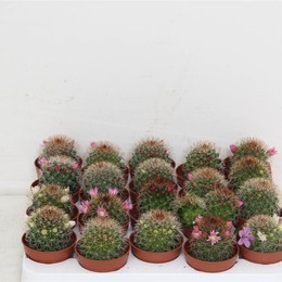 Кактус Блу ( Cactus Bloeiend ) W 5,5 см H 1 см