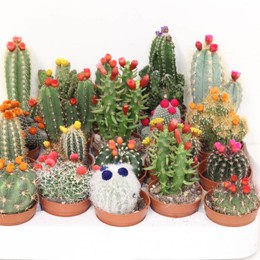 Кактус Украшенный ( Cactus Decorated ) W 5,5 см H 20 см