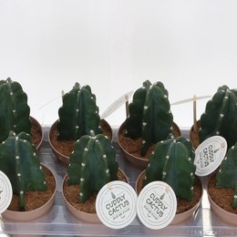 Кактус Knuffel ( Cactus Knuffel ) W 12 см H 30 см