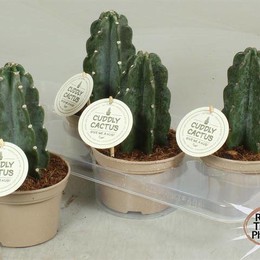 Кактус Knuffel ( Cactus Knuffel ) W 15 см H 30 см