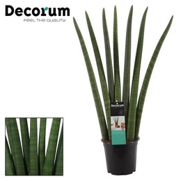 Веер Sansevieria Cylindrica 17 См ( Sansevieria Cylindrica 17 Cm Fan (decorum) ) W 17 см H 70 см