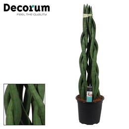 Башня Sansevieria Cylindrica 17 См ( Sansevieria Cylindrica 17 Cm Tower (decorum) ) W 17 см H 70 см