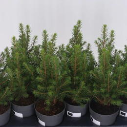 Ель Глаука ( Picea Glauca ) W 11 см H 30 см