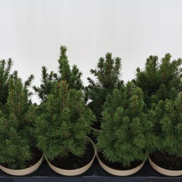 Ель Glauca Conica ( Picea Glauca Conica ) W 13 см H 30 см