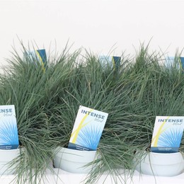 Осколок Ярко-Синего Цвета ( Festuca Gl Intense Blue ) W 17 см H 30 см