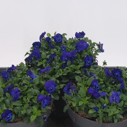 Виола Си Блю Идеальна ( Viola C Blue Perfecti ) W 23 см H 30 см