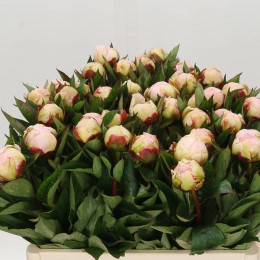 Paeonia florence nicholls(Пион флоренс ничолс)В50