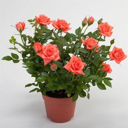Rosa Jewel Oranje (Роза Джевел Оранж)