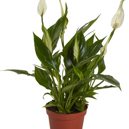 Spathiphyllum Alana (Спатифиллум Алана)