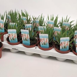 Aloe Humilis (Алое Хумилис) В508