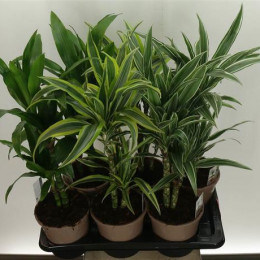 Dracaena Gemengd 1 Stam (Драцена Геменд) В11