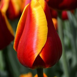Тюльпан Красно-желтый (Tulip Red-yellow) пр-во Россия, Экстра