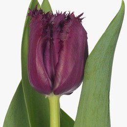 Tulipa Fr Gorilla (Тюльпан Фр Горилла) В45