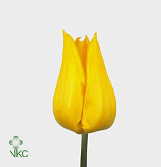 Tulipa En Yokohama (Тюльпан Эн Йокогама) В40