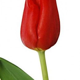 Tulipa En Escape (Тюльпан Эн Эскейп) В35