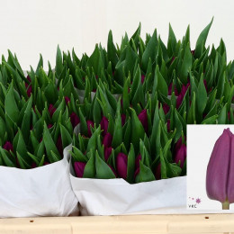 Tulipa En Purple Prince (Тюльпан Эн Перпл Принц) В35