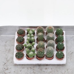 Кактус Мини Смешанный ( Cactus Mini Mixed ) W 4 см H 1 см