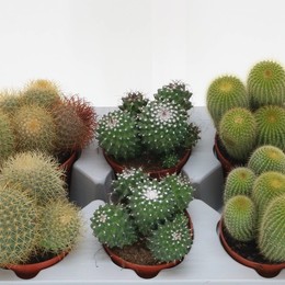 Кактус Смешанный ( Cactus Mixed ) W 10,5 см H 1 см