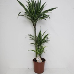 Драцена Де Лимон Лайм ( Dracaena De Lemon Lime ) W 21 см H см