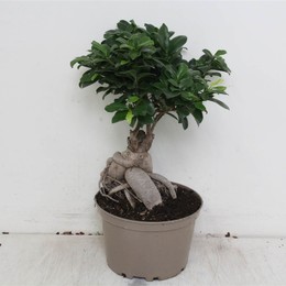Фикус микрокарпа Женьшень в горшке без углерода ( Ficus microcarpa Ginseng In Carbon Free Pot ) W 22