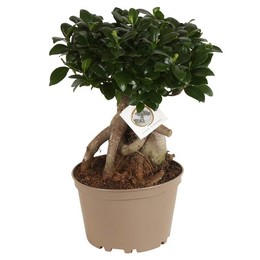 Фикус М. Женьшень Горшок 22 см Безуглеродный Горшок ( Ficus M. Ginseng Pot W22cm Carbon Free Pot ) W