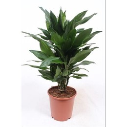 Драцена Джанет Линд ( Dracaena Janet Lind ) W 21 см H см