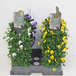 Сорта Виолы и Ко ( Viola Co Cultivars ) W 15 см H 50 см