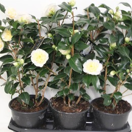 Камелия Джа Брашфилд ( Camellia Ja Brushfield's ) W 19 см H 50 см