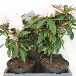 Рододендрон Один Т Крис Ура ( Rhododendron Cau Chris Cheer ) W 23 см H 50 см