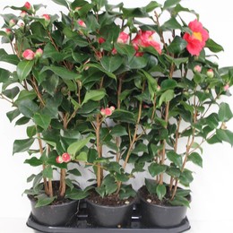 Камелия Джа Доктор Кинг ( Camellia Ja Dr King ) W 19 см H 70 см