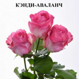 Rosa Gr Avalanche Candy (Роза Гр Аваланж кэнди) В60