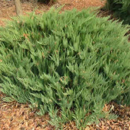 Можжевельник казацкий Tamariscifolia (Тамарисцифолия)
