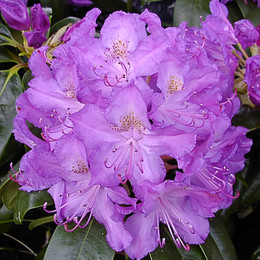 Рододендрон гибридный Purpureum Grandiflorum (Пурпуреум Грандифлорум)