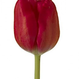 Tulipa En Ile De France (Тюльпан Эн Иль-Де-Франс) В40