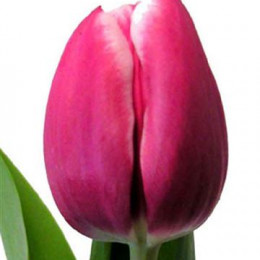 Tulipa En Debutante (Тюльпан Эн Дебютант) В35