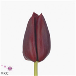 Tulipa En Pallada (Тюльпан Ан Паллада) В35