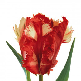 Tulipa Pa Est Rijnveld (Тюльпан Па Эст Риджнвелд) В33