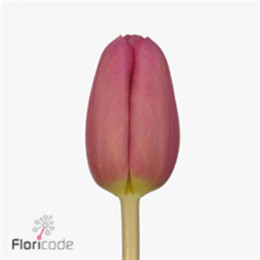 Tulipa Pink (Тюльпан Пинк) В40
