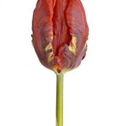 Tulipa Pa Rococo (Тюльпан Па Рококо ) В30