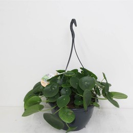 Pilea Пеперомоидес ( Pilea Peperomoides ) W 27 см H 30 см 1