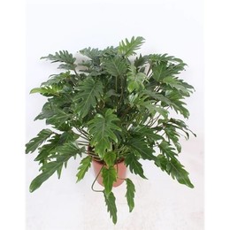 Филодендрон Ксанаду ( Philodendron Xanadu ) W 27 см H 75 см