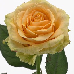 Rosa Gr Peach Avalanche ( Пич Аваланж ) В50 ROSE HILL