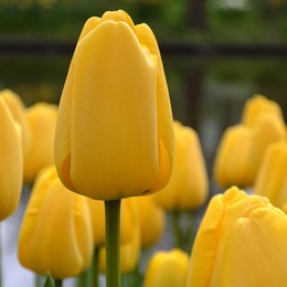 Тюльпан Желтый (Tulip Yellow) пр-во Россия, Экстра
