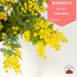Mimosa (Мимоза коробка 6-7 кг.) Абхазия