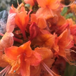 Рододендрон листопадный оранжевый