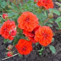 Роза миниатюрная Orange Babyflor (Оранж Бебифло)