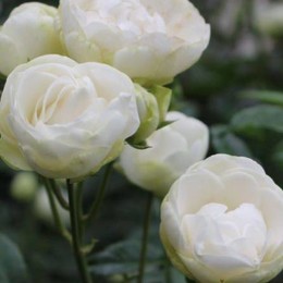 Роза миниатюрная Sneprinsesse (Снипринцесса)