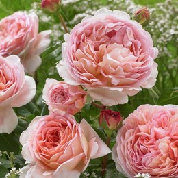 Роза английская Abraham Darby (Абрахам Дерби)